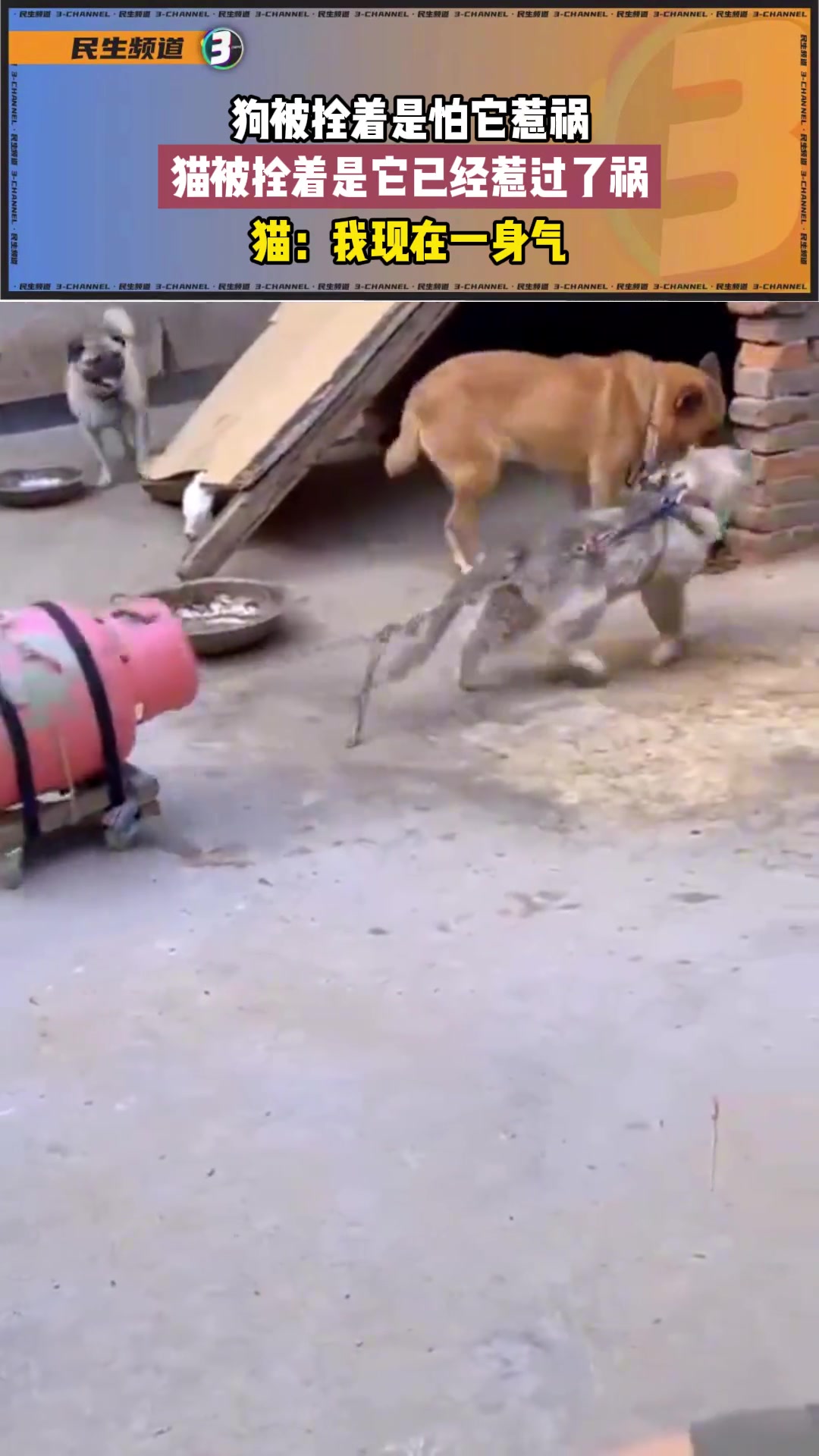 狗被拴着是怕它惹祸，猫被拴着是它已经惹过了祸...