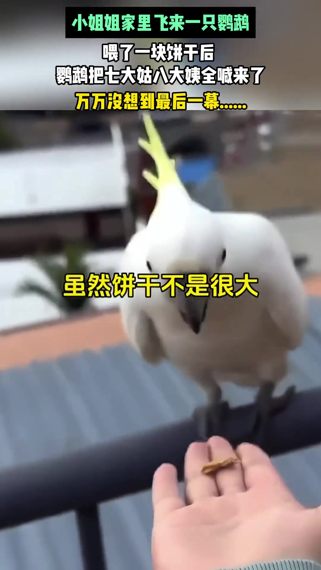 小姐姐家里飞来一只鹦鹉，喂了一块饼干后，七大姑八大姨全来了