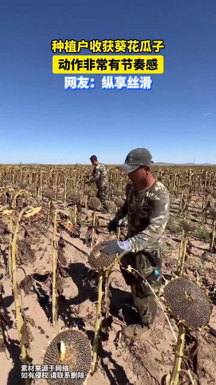 种植户收获葵花瓜子，动作非常有节奏感，网友：纵享丝滑！