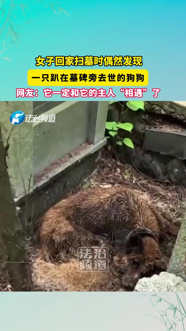 女子回家扫墓时偶然发现，一只趴在墓碑旁去世的狗狗