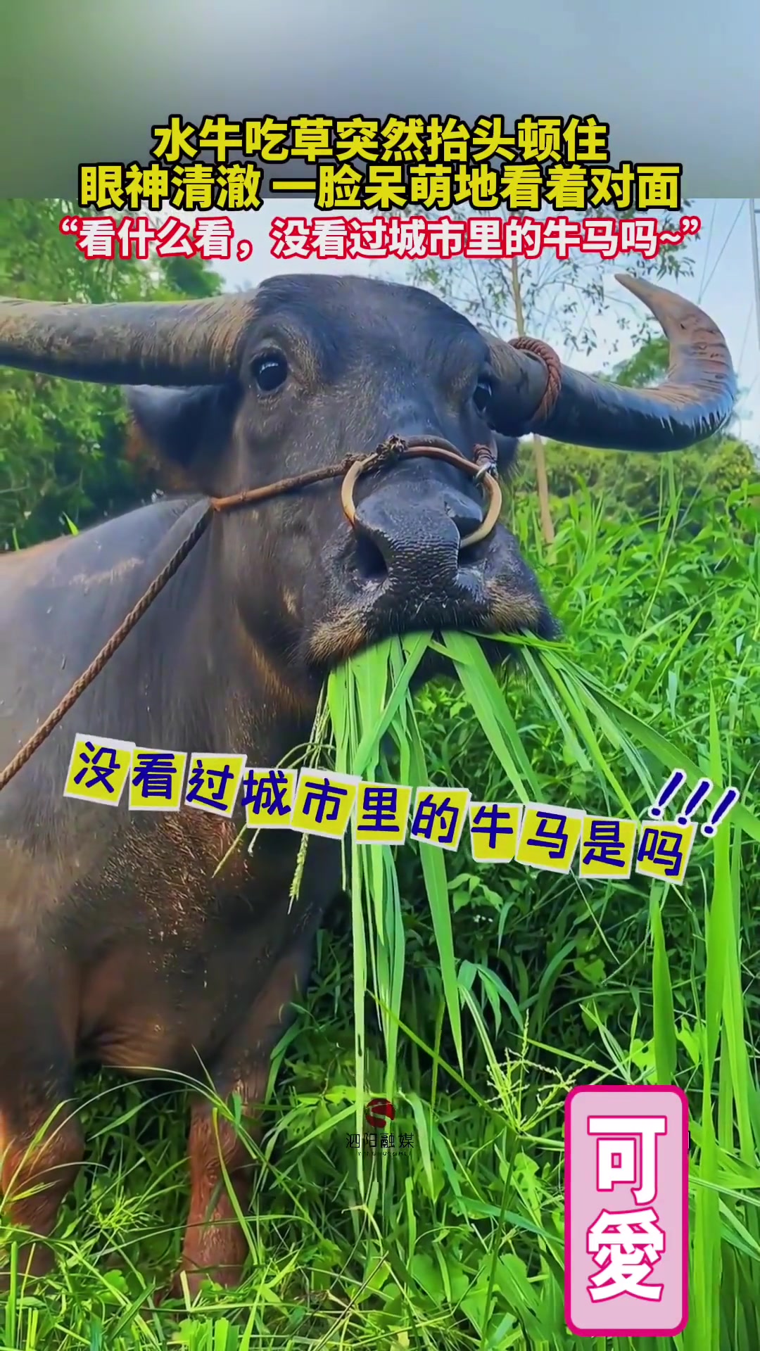 “看什么看，没看过城市里的牛马吗”