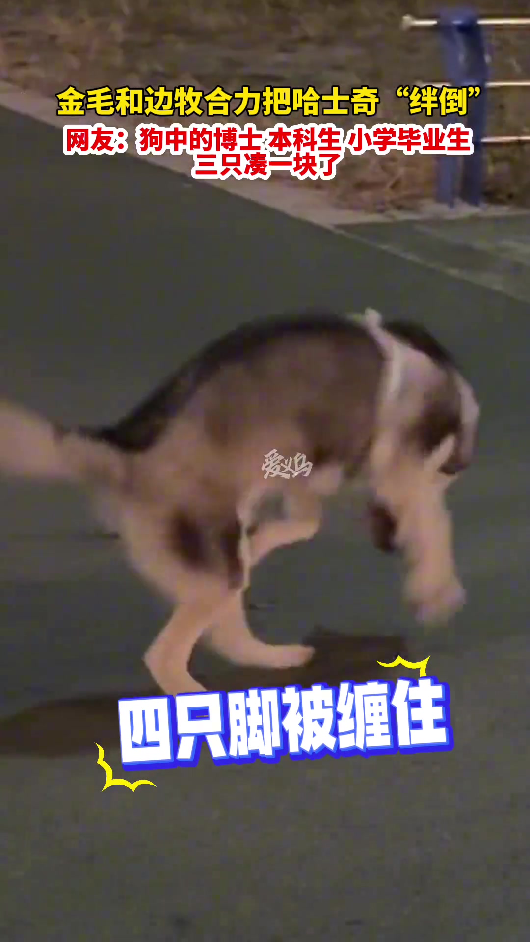边牧：玩你跟玩狗一样