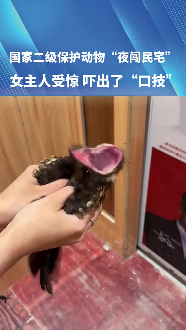 国家二级保护动物“夜闯民宅”女主人受惊，吓出了“口技”