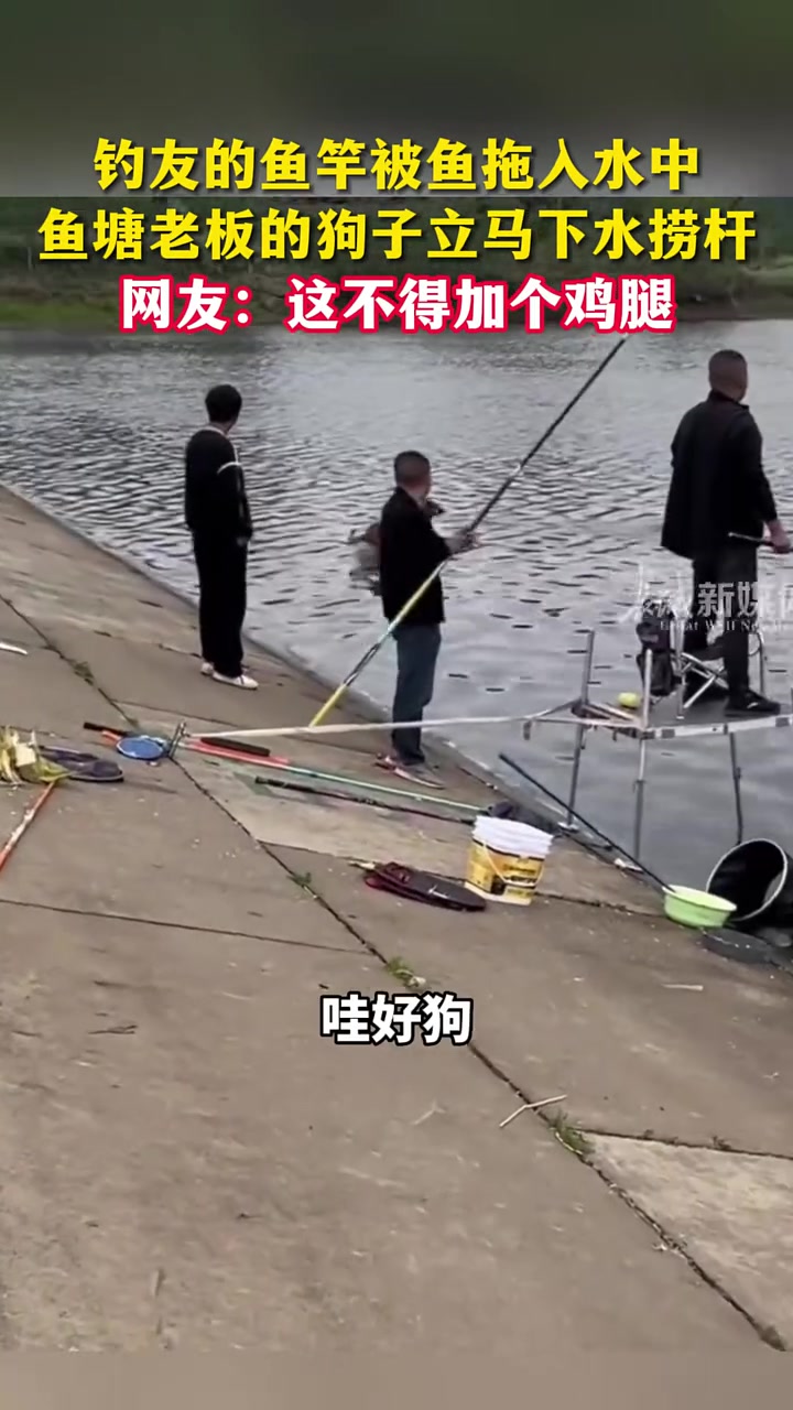 钓友的鱼竿被鱼拖入水中，鱼塘老板的狗子立马下水捞杆