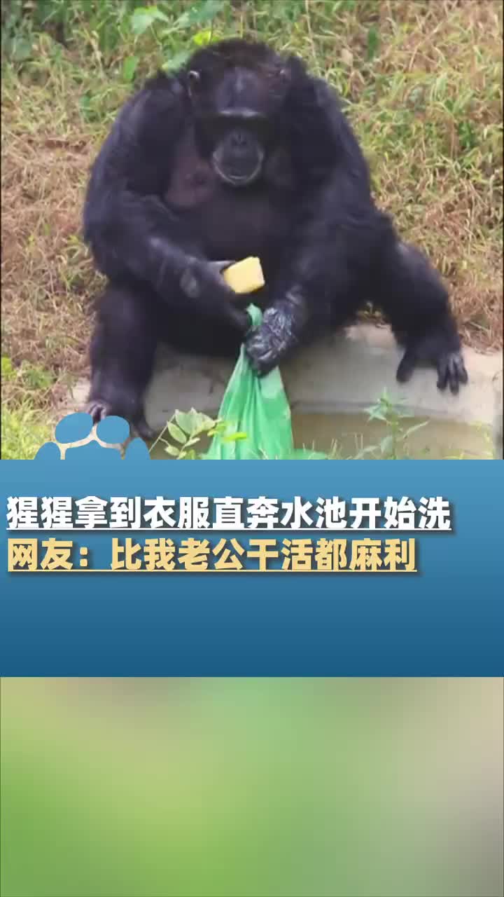猩猩拿到衣服直奔水池，用肥皂洗完还知道拧干！