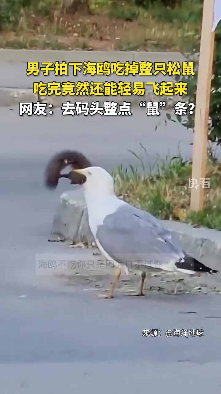 男子拍下海鸥吃掉整只松鼠，吃完竟然还能轻易飞起来！！