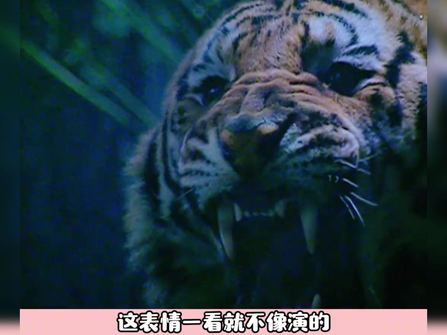 导演，我是演武松，我不是真武松啊！！！