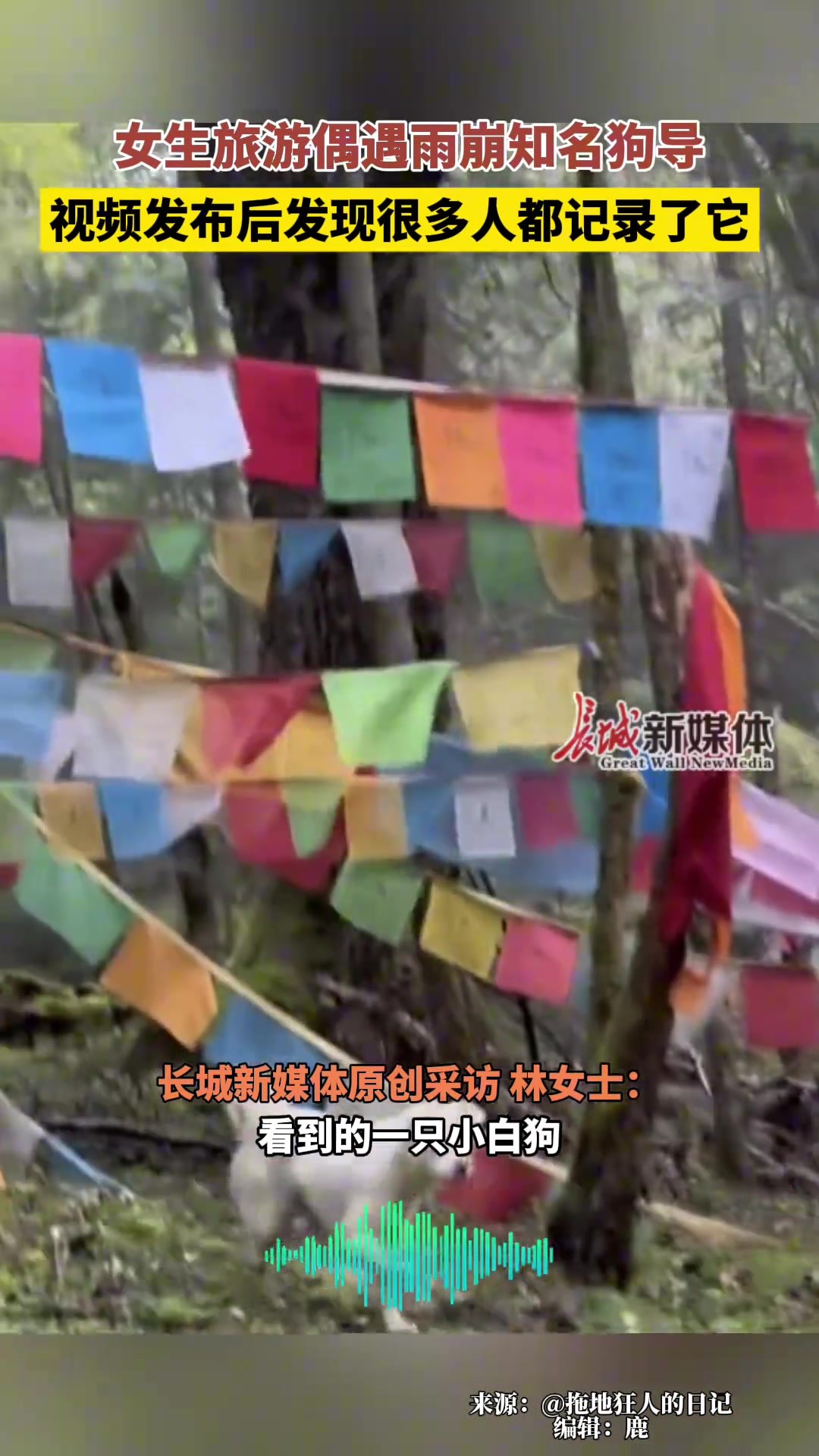 女生旅游偶遇雨崩知名狗导，视频发布后发现很多人都记录了它