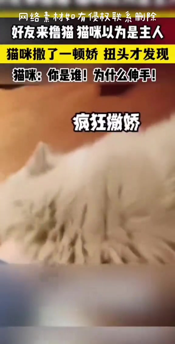 好友来撸猫猫咪以为是主人，撒了一顿娇，扭头才发现非主人秒变脸