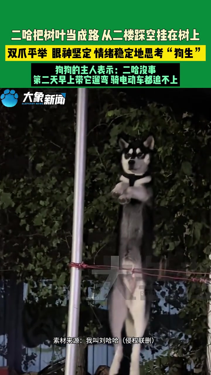 这东西是这样的！从二楼踩空挂在树上！