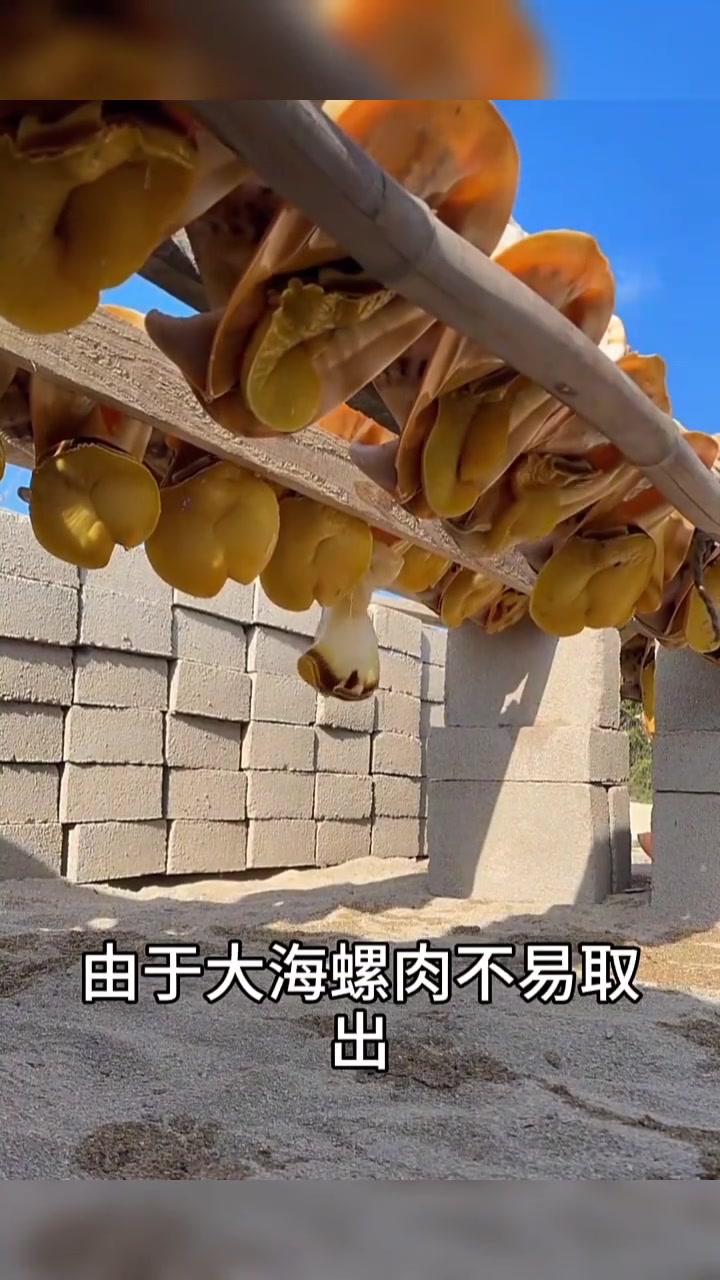 一种很特别的取螺肉方式！！