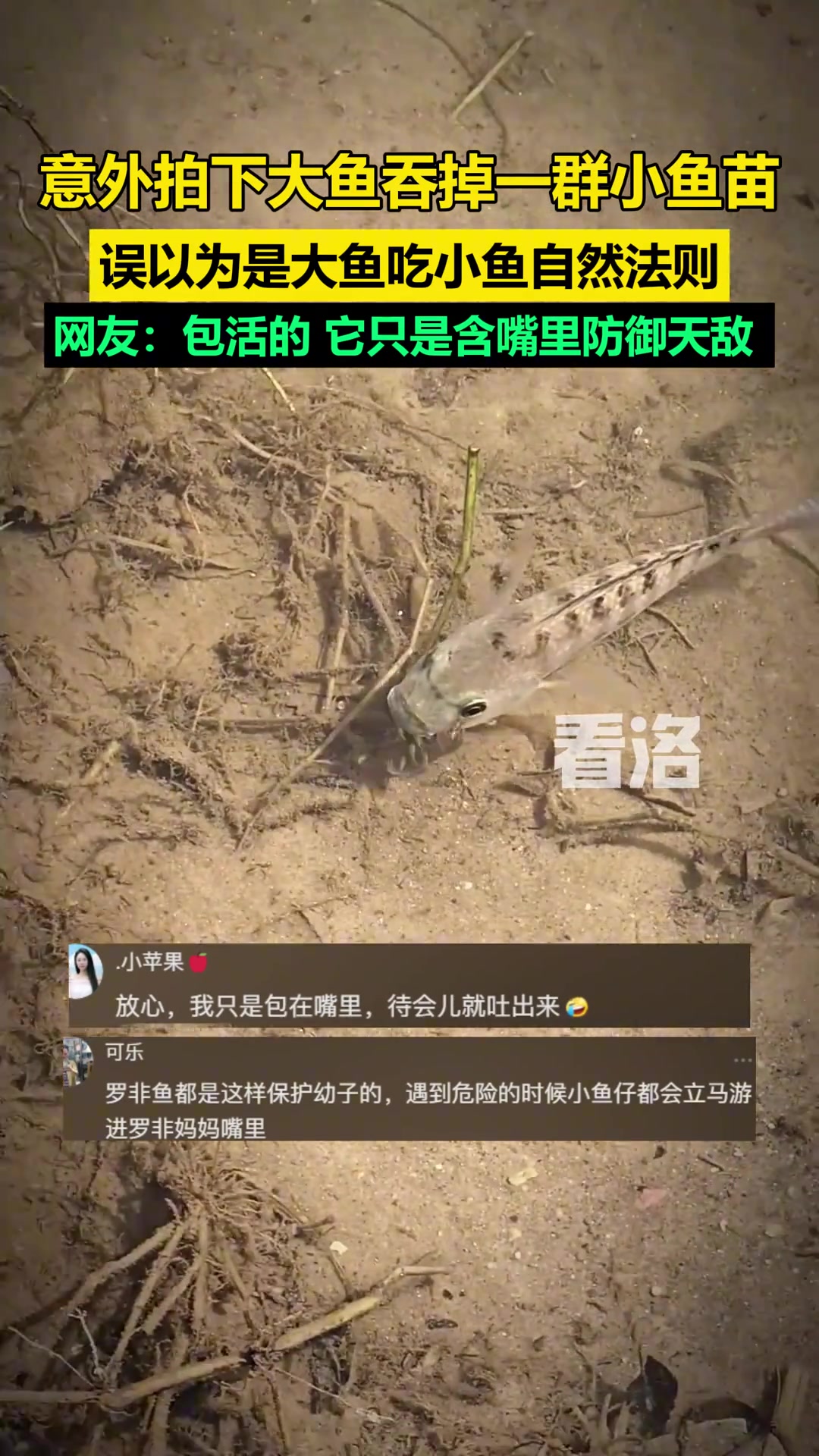 哥们，你隔着进食来了！！
