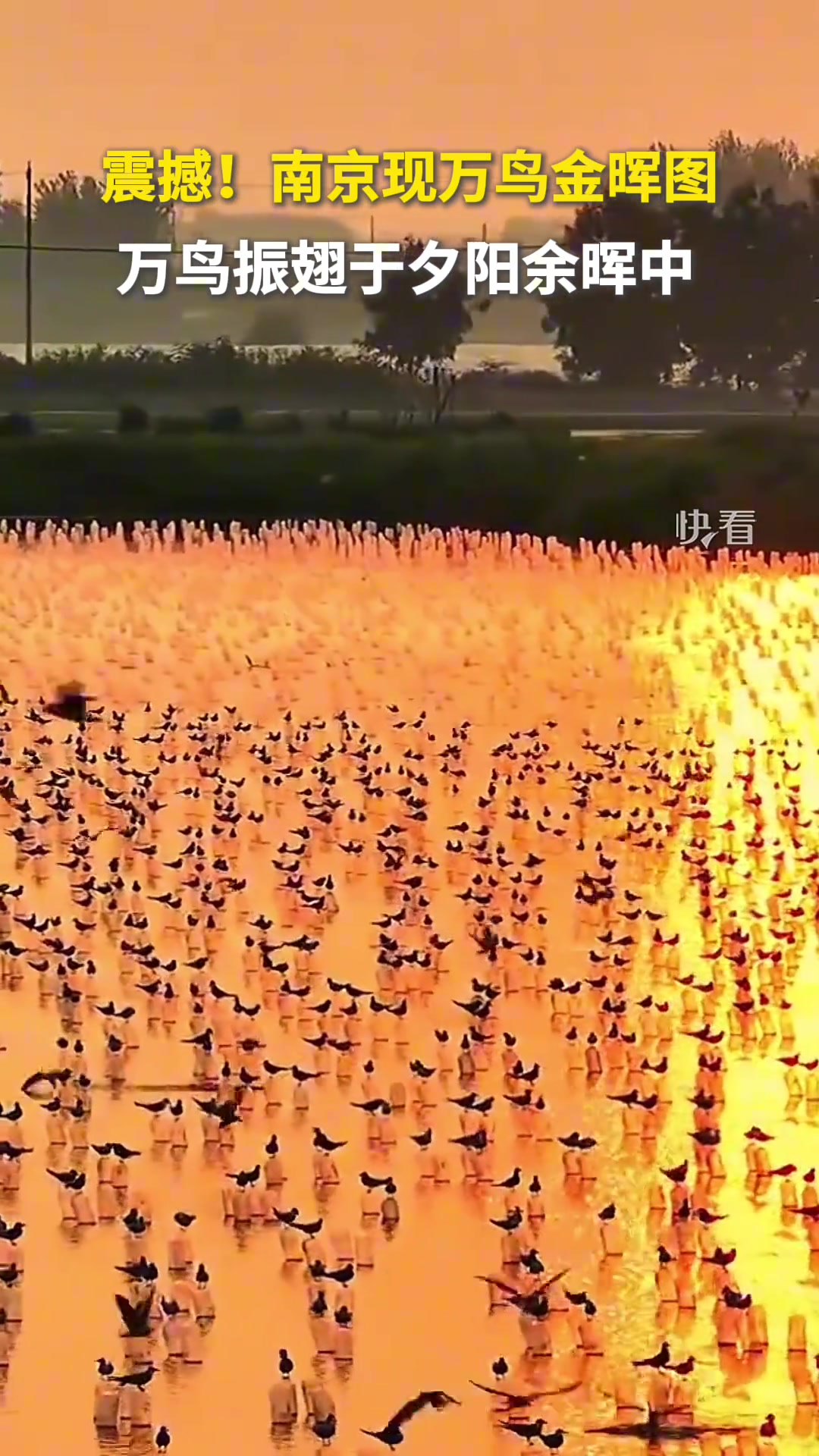 震撼！万鸟振翅于夕阳余晖中宛如一幅流动的油画