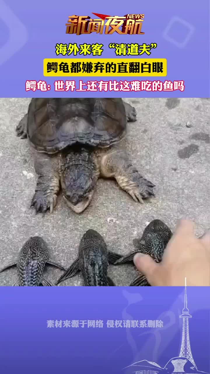 海外来客“清道夫”，鳄龟都嫌弃的直翻白眼
