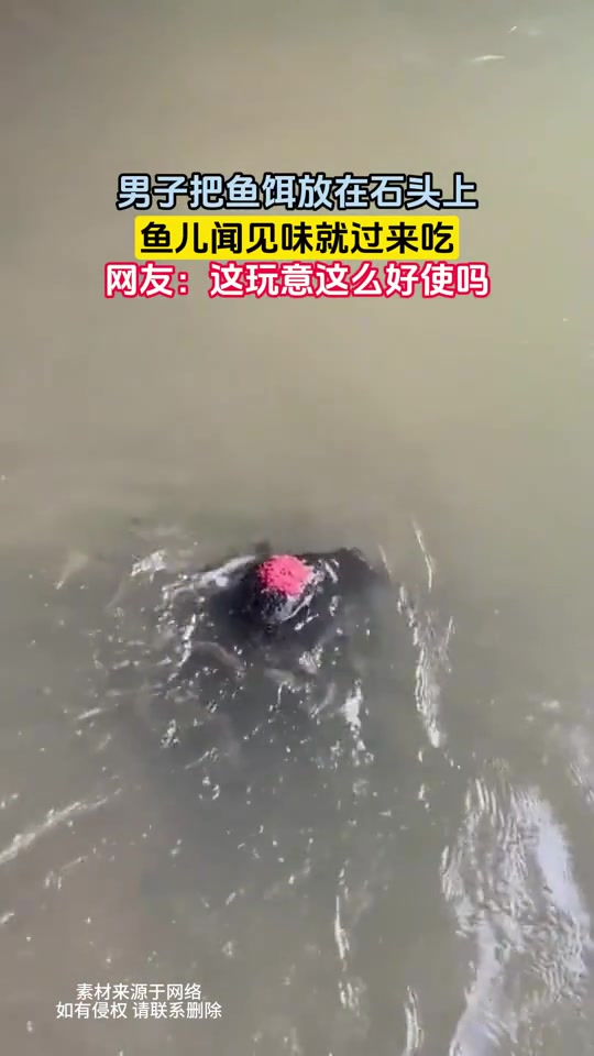 钓鱼佬狂喜！鱼饵放在石头上，鱼儿闻见味就过来吃