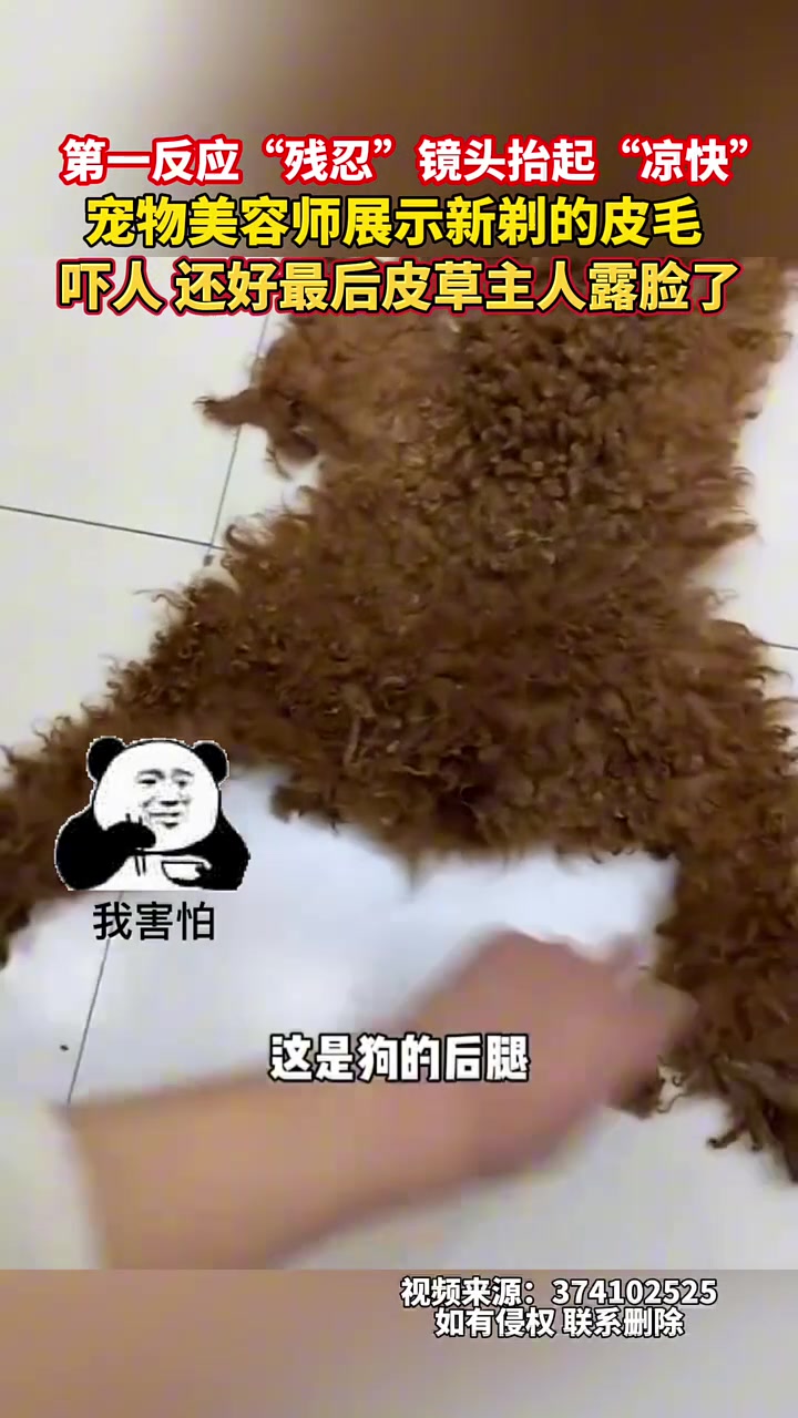 宠物美容师展示新剃的狗毛，还好最后主人露脸了