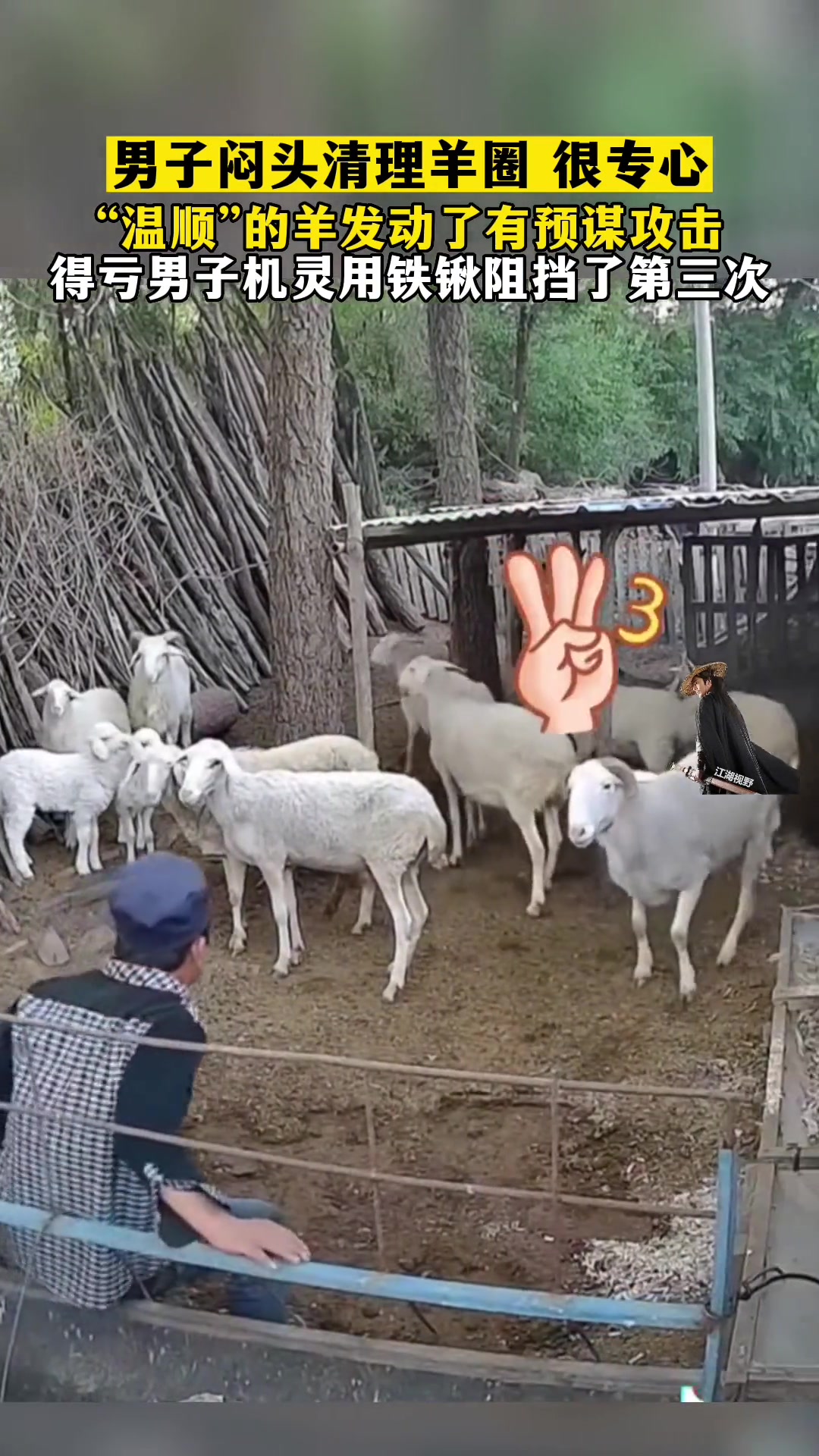 男子闷头清理羊圈，羊突然发起袭击