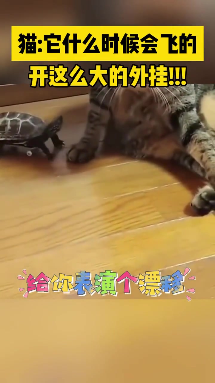 猫：它什么时候会飞的，开这么大的外挂！！