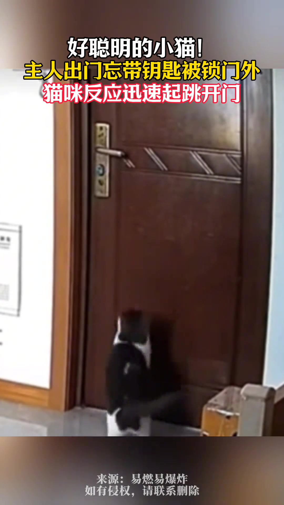 养猫千日，用猫一时主人出门忘带钥匙，猫咪反应迅速起跳开门