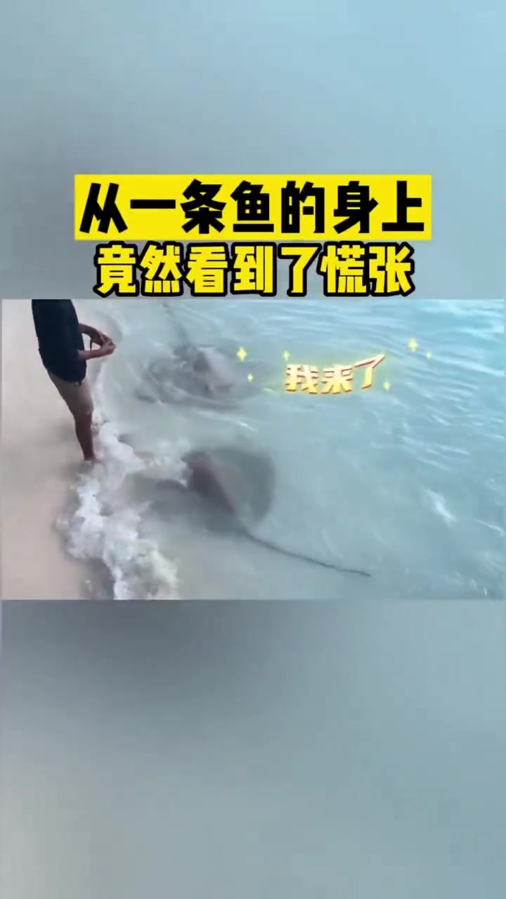 从一条鱼的身上竟然看到了慌张