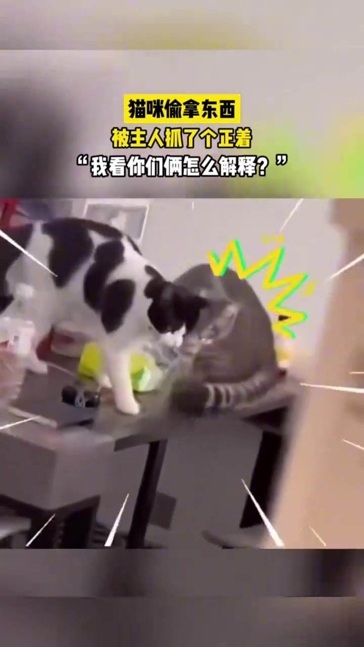 猫咪偷拿东西，被主人抓了个正着