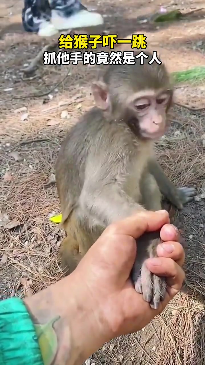 没想到抓自己手的居然是个人！猴哥的反应很真实！