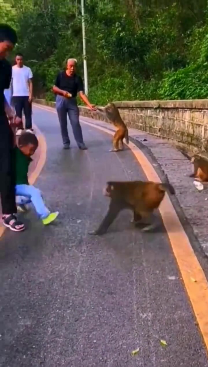 猴子欺负小朋友真该好好管管这些猴子！！