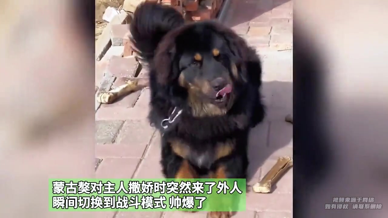 藏獒对主人撒娇时突然来了外人，瞬间切换到战斗模式！