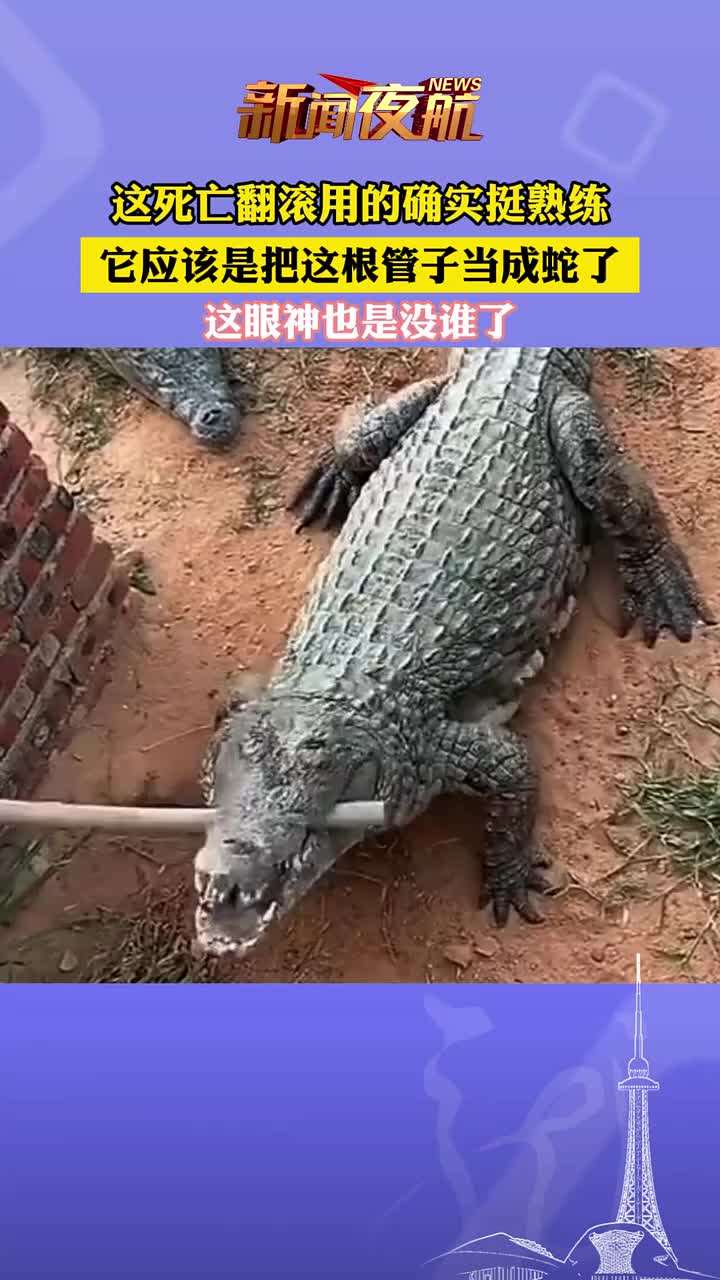 这死亡翻滚用的确实挺熟练，它应该是把这根管子当成蛇了