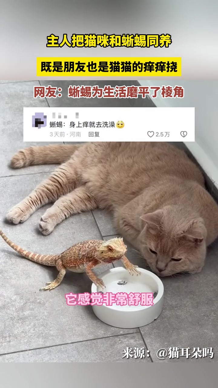 主人猫咪和蜥蜴养一块，它俩成好兄弟了