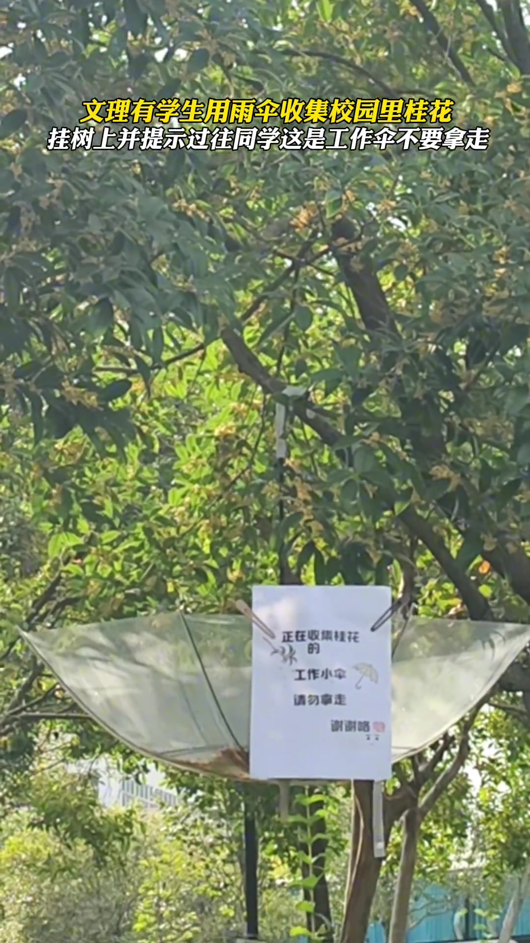 文理有学生用伞收集校园里桂花