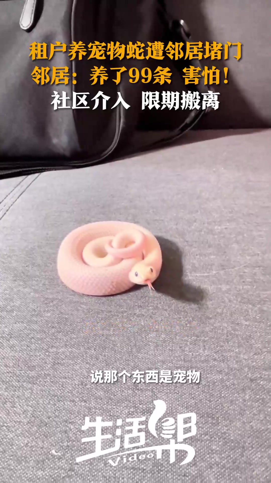 养99条蛇拿去练蛊啊！租户养99条蛇称是宠物遭邻居堵门！