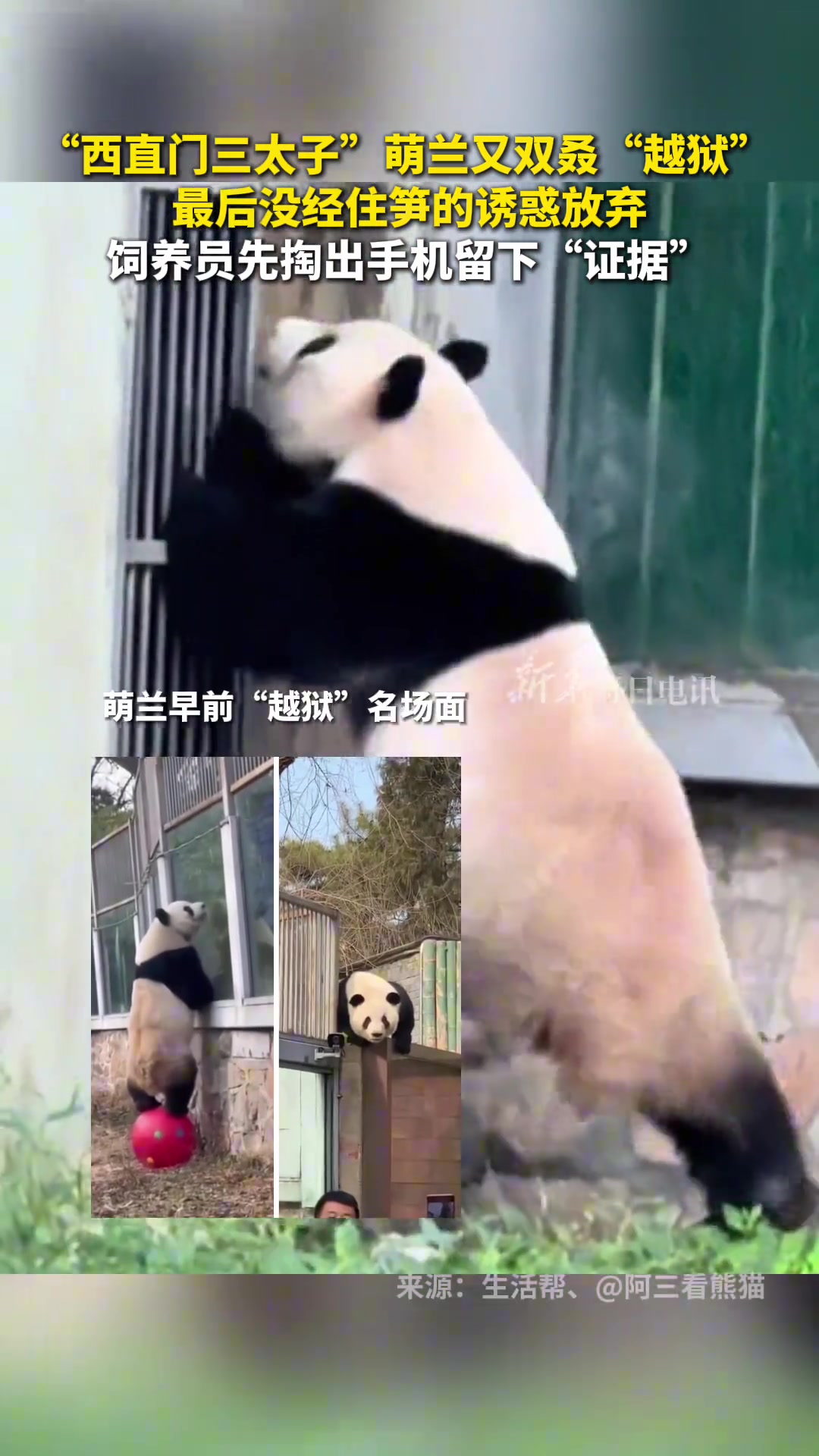 “西直门三太子”萌兰又双叒“越狱”