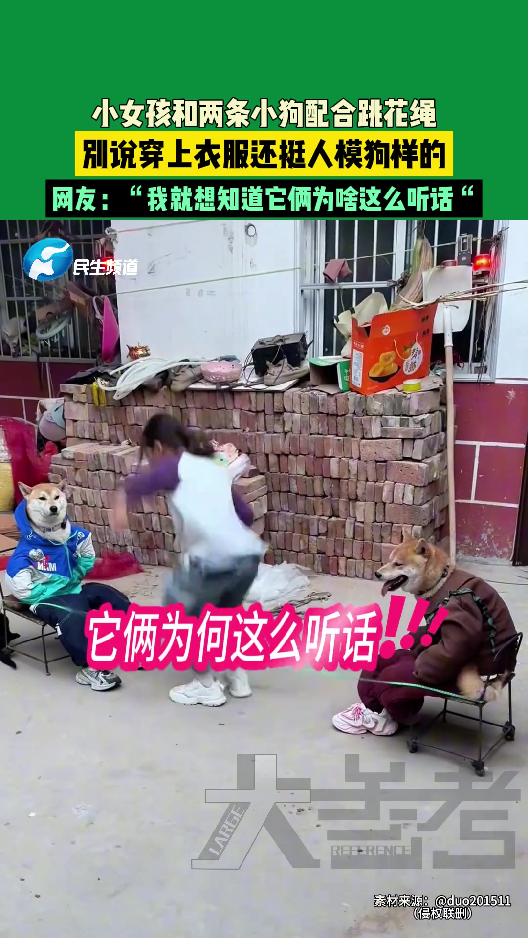 小女孩和两小小狗配合跳花绳网友：我就想知道它俩为何这么听话