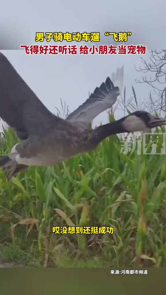 男子骑电动车遛“飞鹅”想不到还挺成功