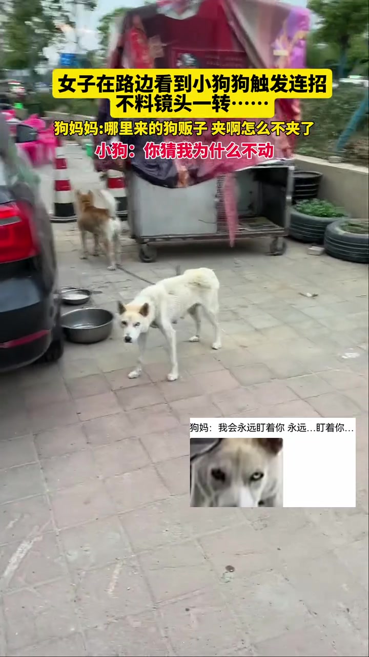 后面那个狗妈光看着就很可怕