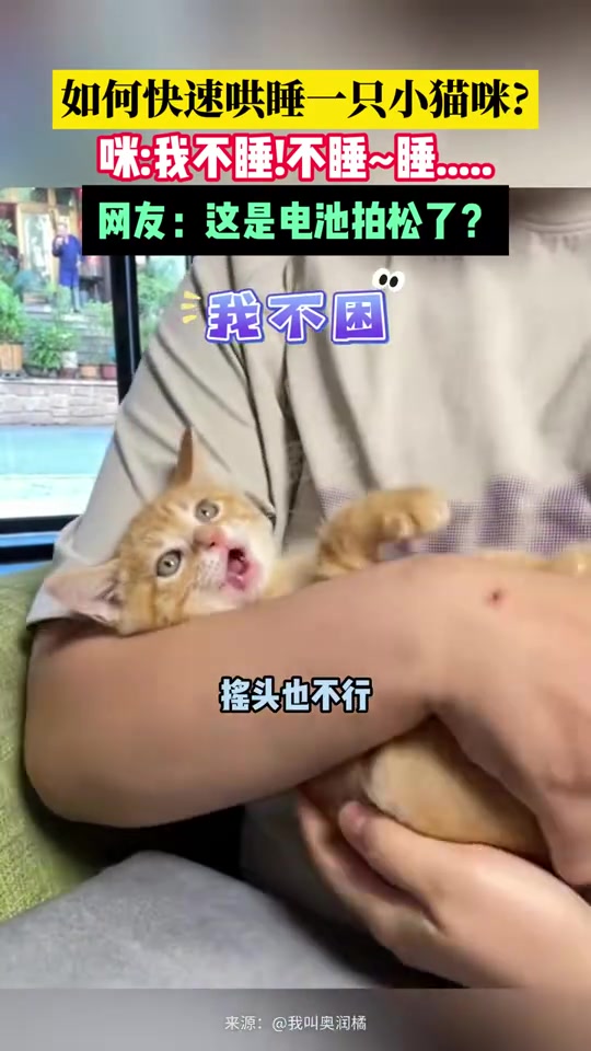 如何快速哄睡一只小猫