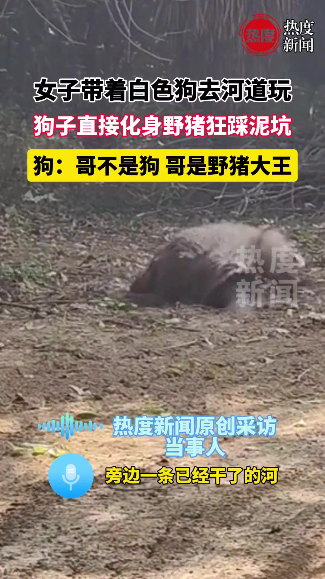 女子带着白色狗去河道玩，狗子直接化身野猪狂踩泥坑