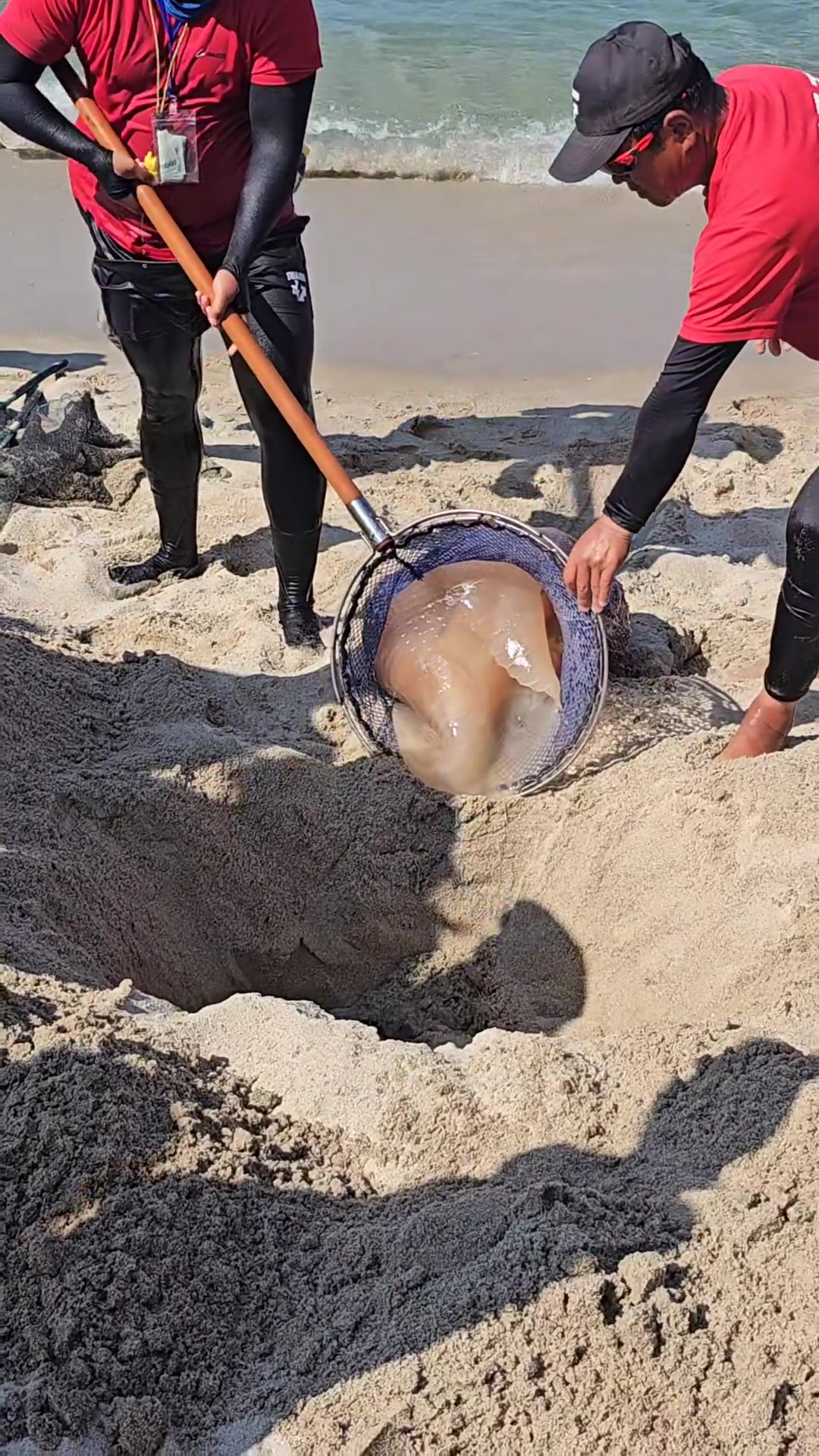防止搁浅海蜇变臭！所有的海滩都会有搁浅的水母吗