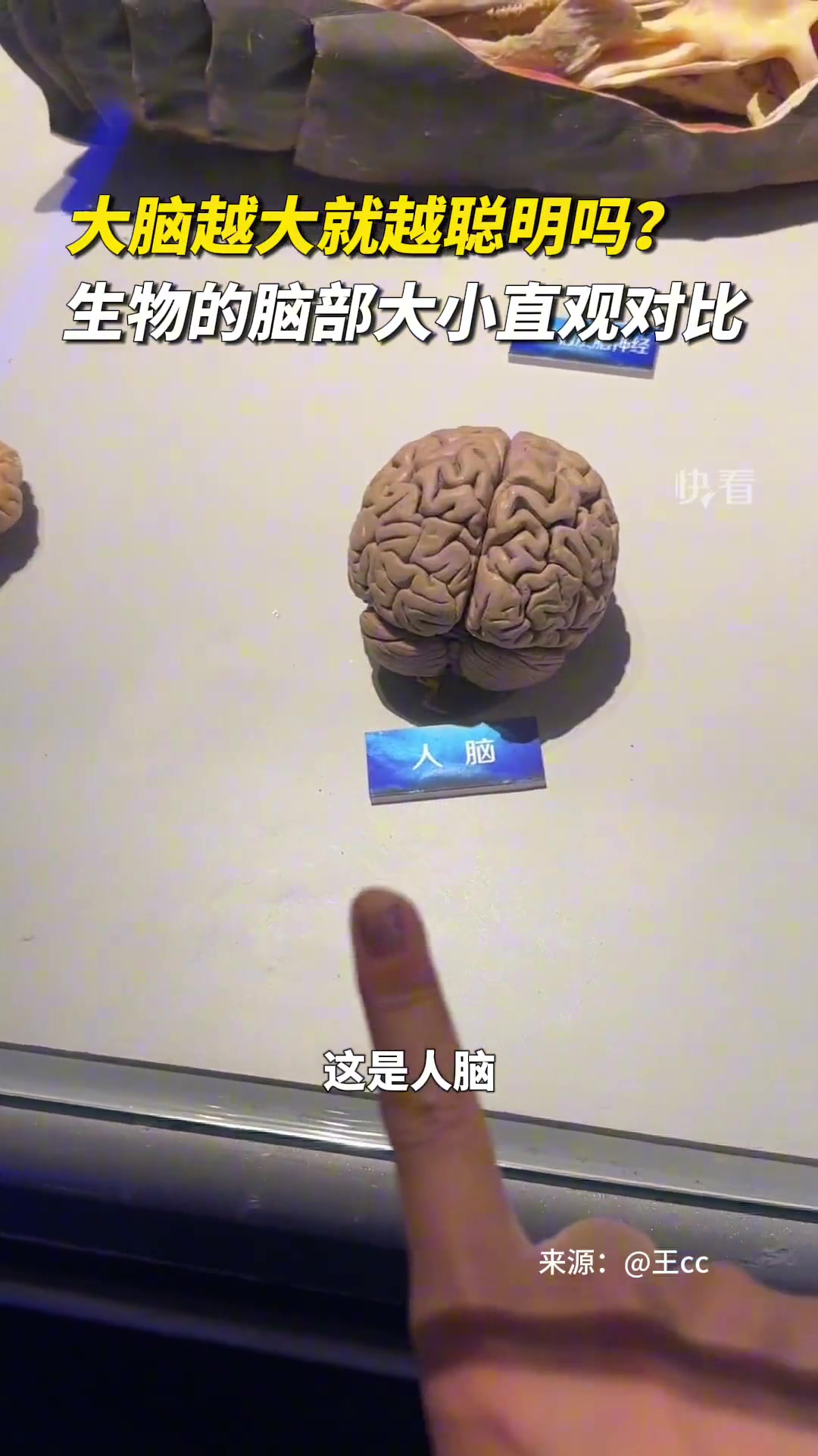 大脑越大就越聪明吗一起看看生物的脑部大小直观对比！