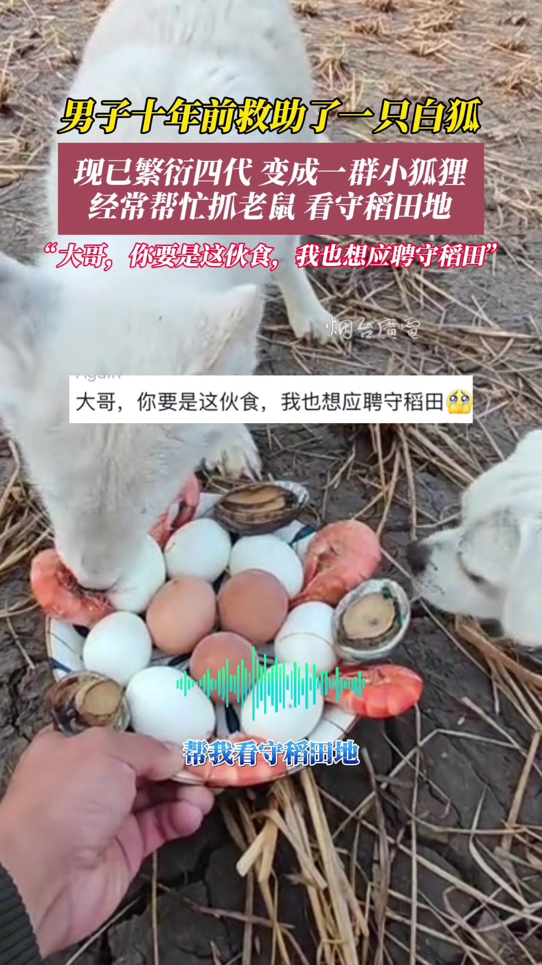 现实中真的有白狐的报恩啊！