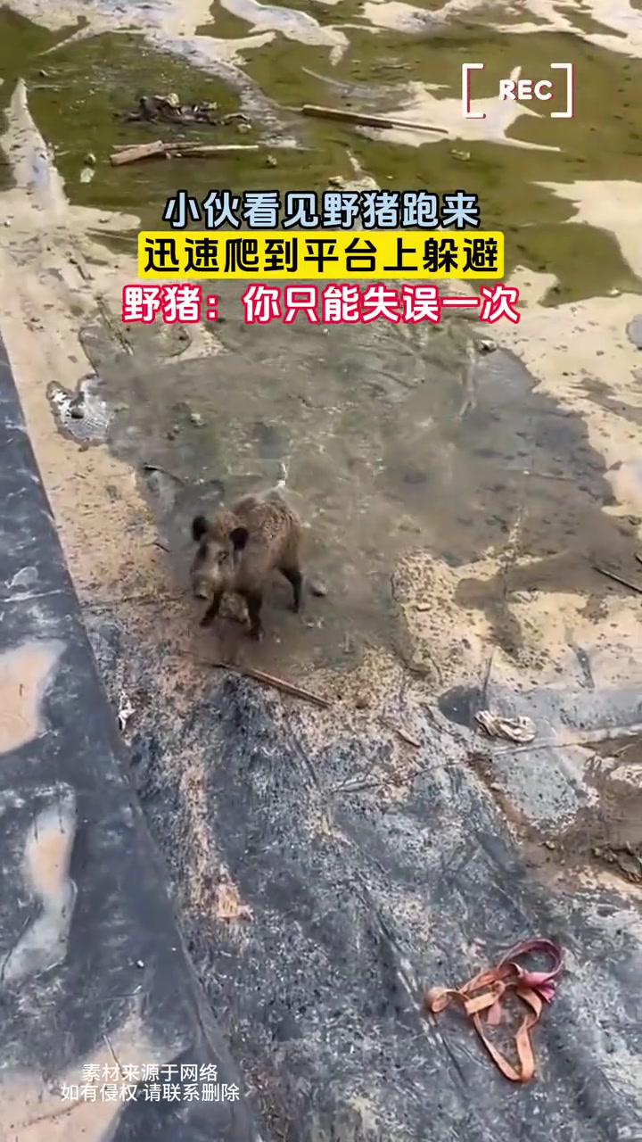 见过斗牛场，没见过斗猪场！调戏野猪你见过吗