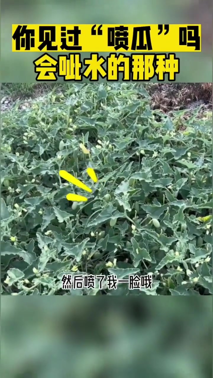 你见过“喷瓜”吗会呲水的那种
