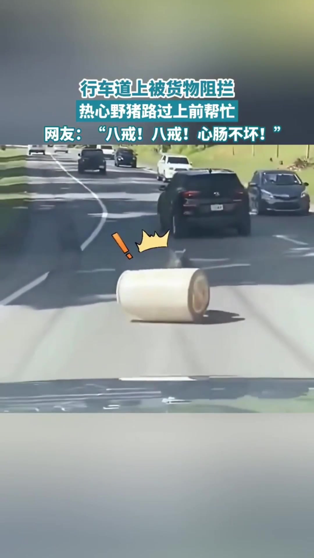 行车道路上被货物阻拦，热心野猪过路帮忙