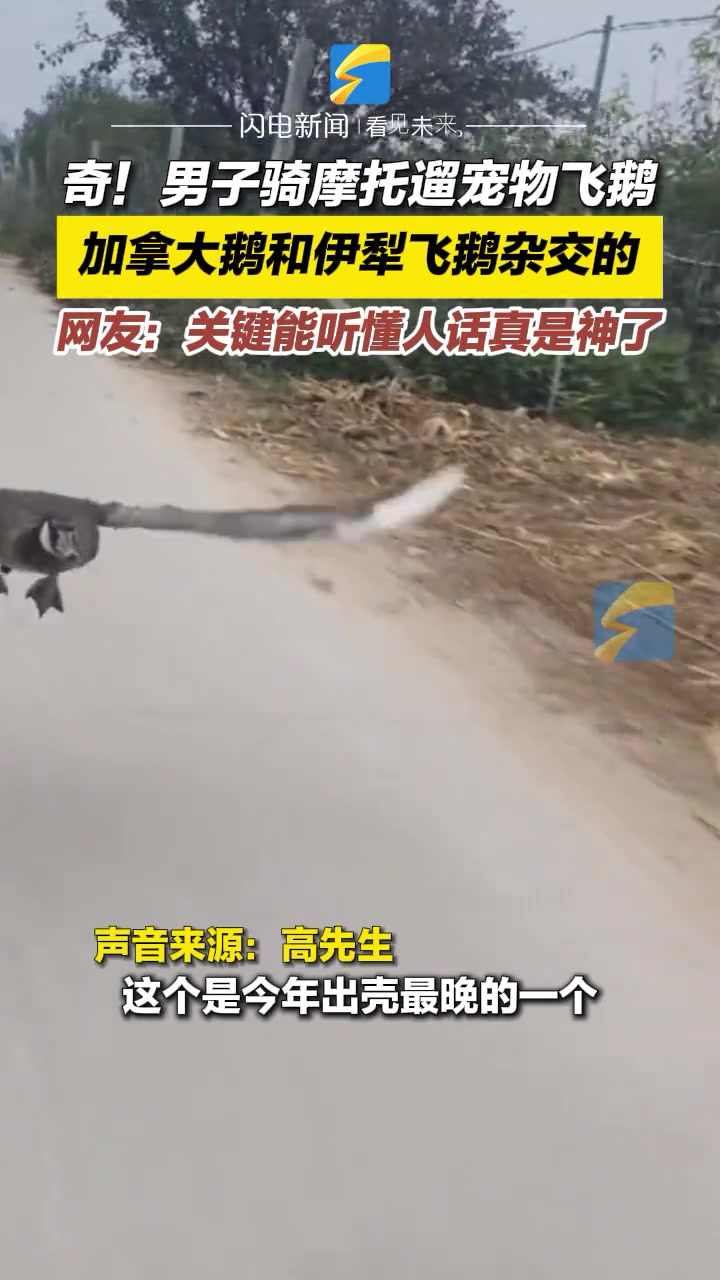 大鹅能听懂人话真是神了！