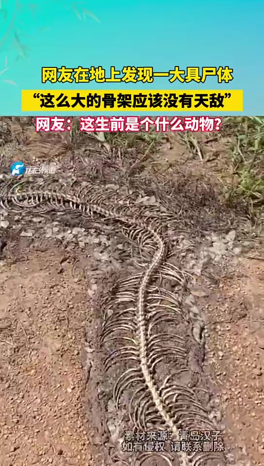 蟒蛇还是龙网友在地上发现一大具尸体！