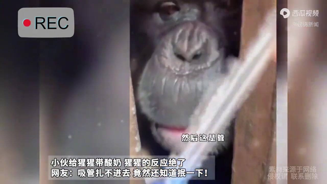小伙给猩猩带酸奶，猩猩的反应绝了