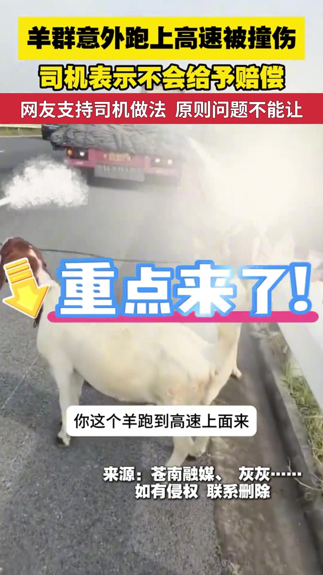 羊群意外跑上高速被撞伤司机表示不会给予赔偿