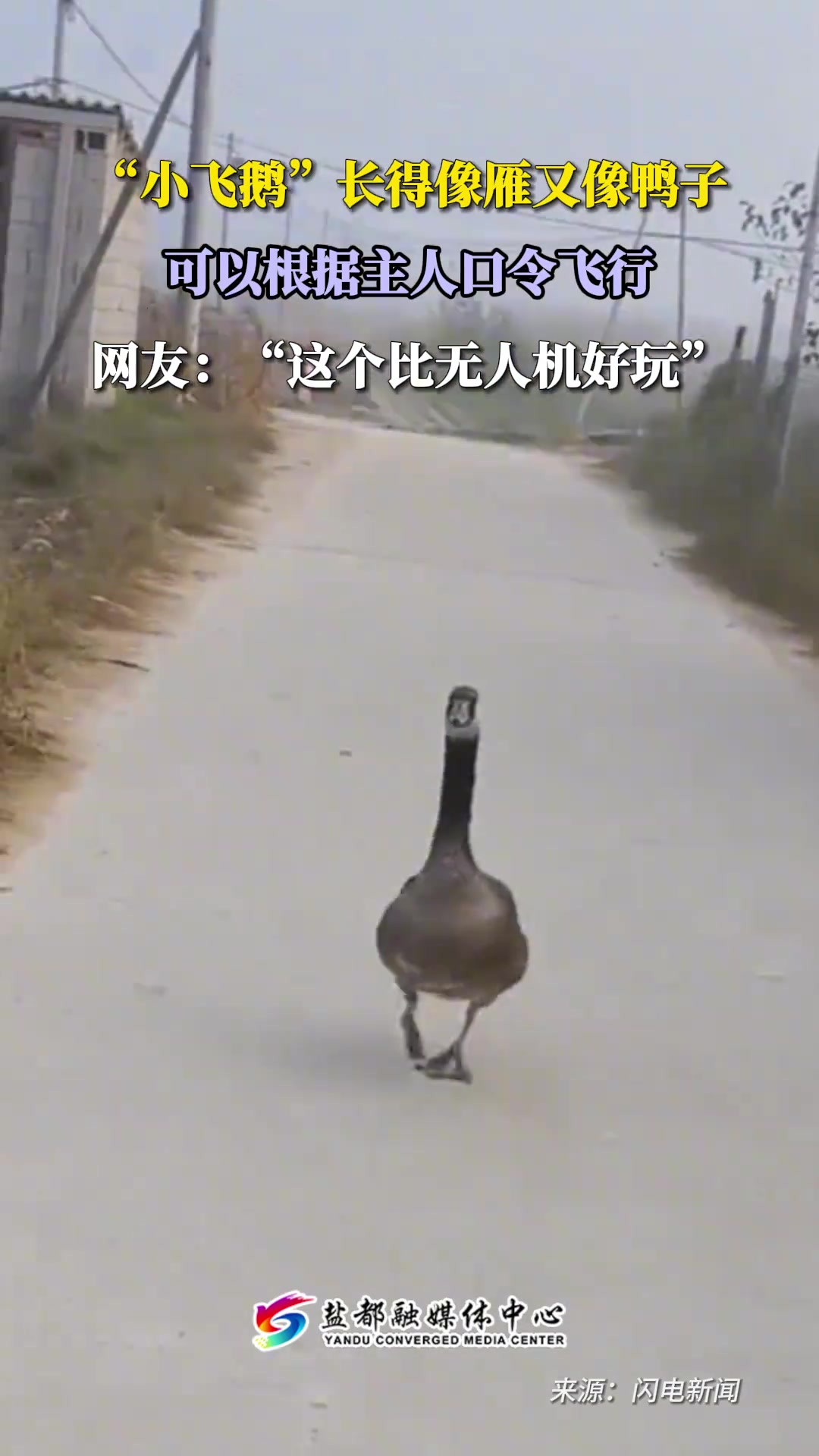 “小飞鹅”长得像雁又像鸭子，可以根据主人口令飞行