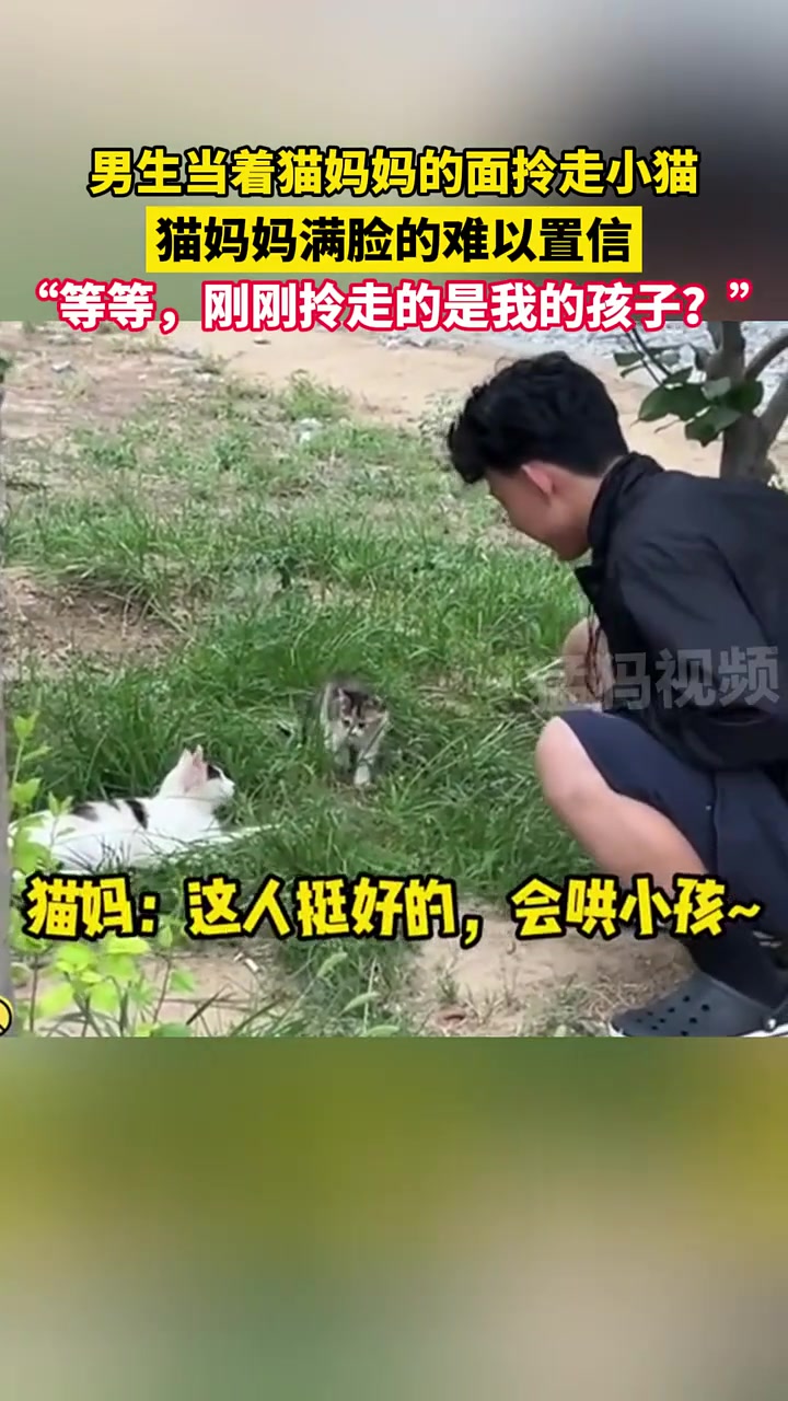 猫妈妈目睹孩子别抓走，后知后觉惊醒的样子太搞笑了